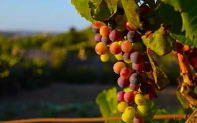 La Tradición del Vino y el Pisco en el Perú: Orgullo y Sabor Nacional